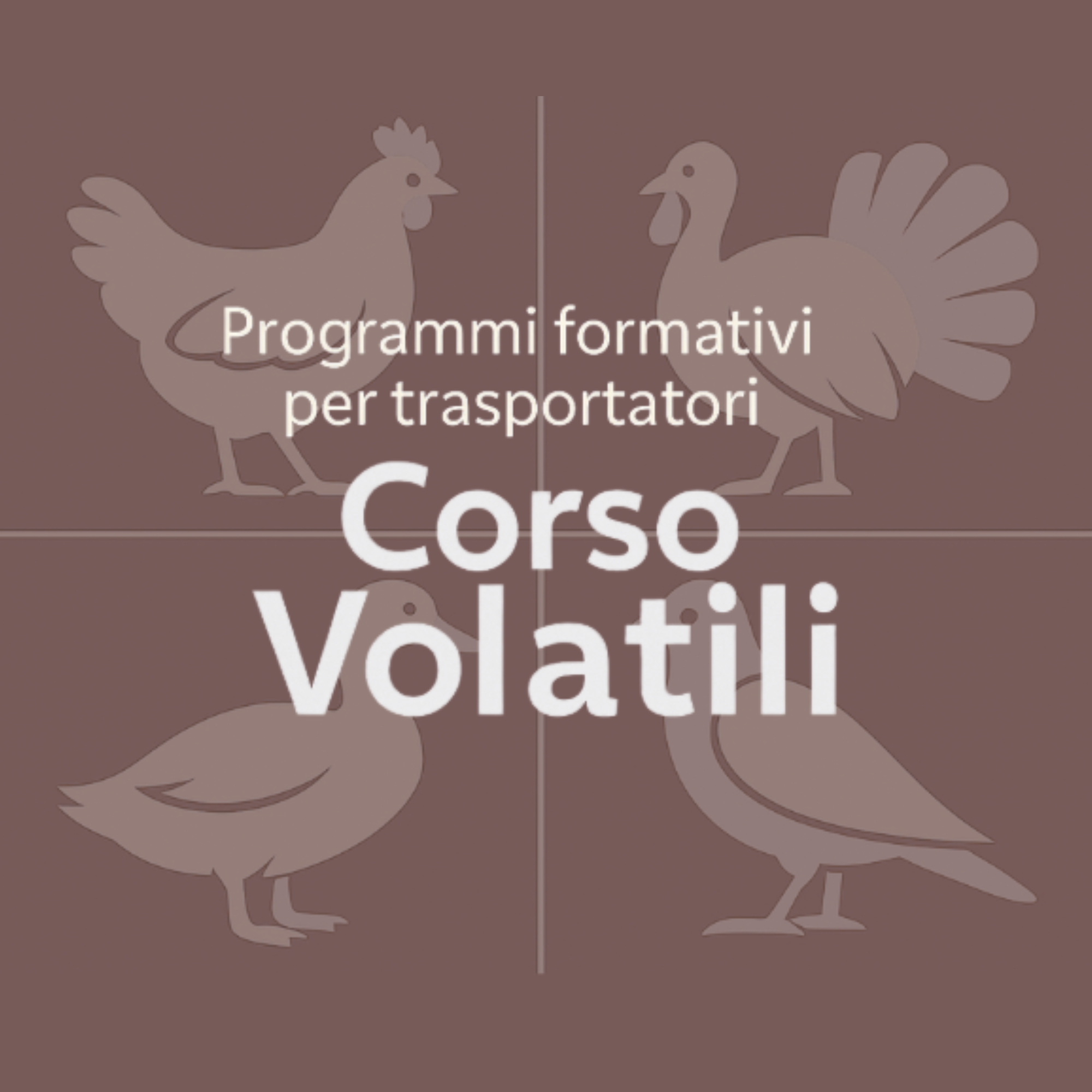 Volatili copertina ok