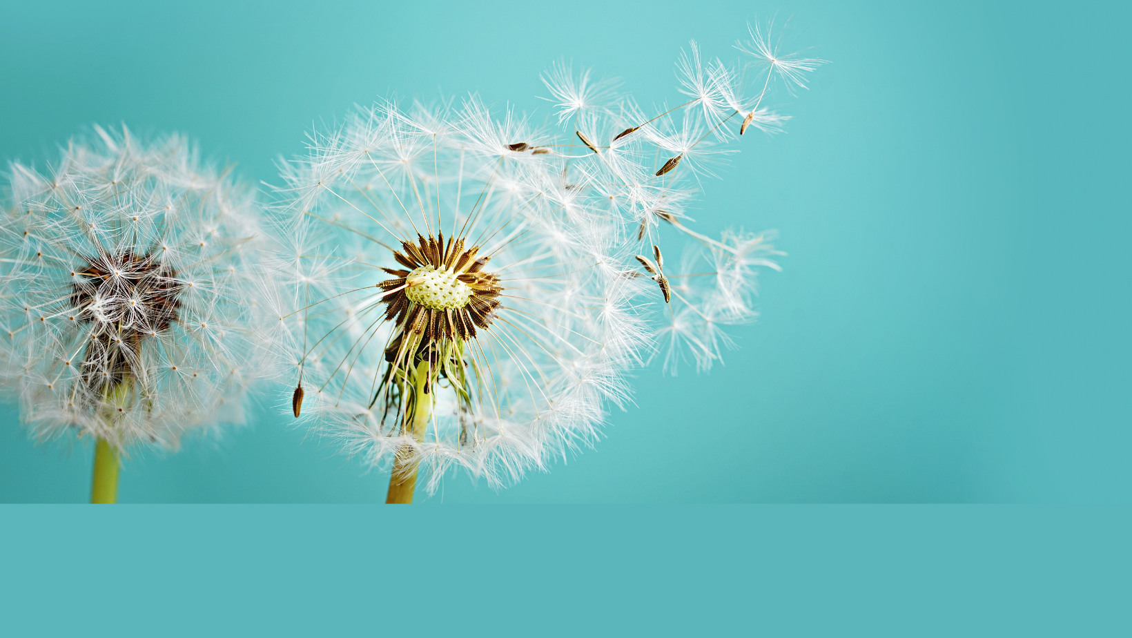 FIBROSI CISTICA banner